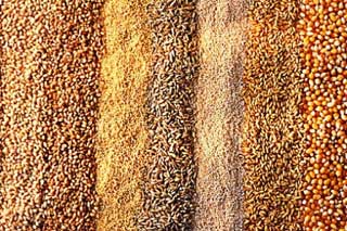 Всі райони Полтавщини приступили до посіву озимих зернових