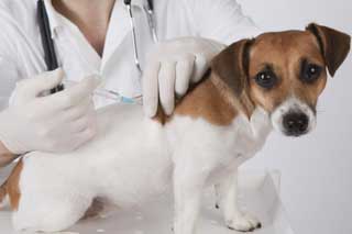 Вакцинація тварин - один з методів боротьби проти сказу