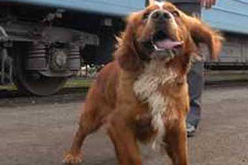 На Полтавщині службовий пес виявив у пасажира наркотики та холодну зброю