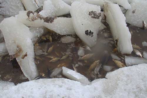 На Гребінківщині закликають рятувати рибу, що задихається під льодом