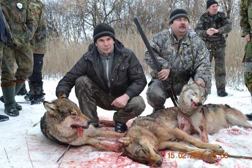 На Гребінківщині вистрілюють вовків