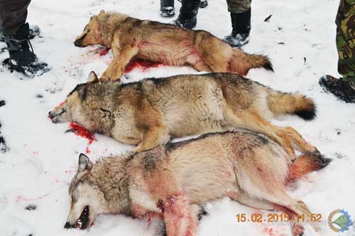 На Полтавщину із зони АТО пішли вовки