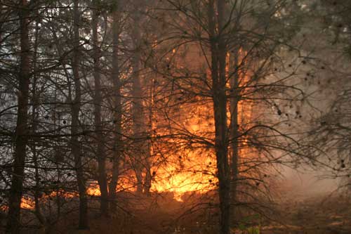 Рятувальники Полтавщини звертаються з проханням бути обережними під час відпочинку у лісах