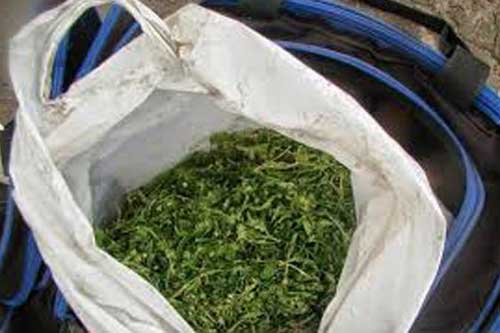 На Полтавщині міліціонери вилучили більше 400 грамів подрібнених конопель