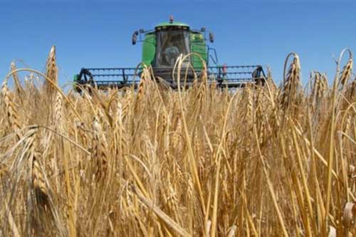 Аграрії Полтавщини намолотили перший мільйон тонн зерна