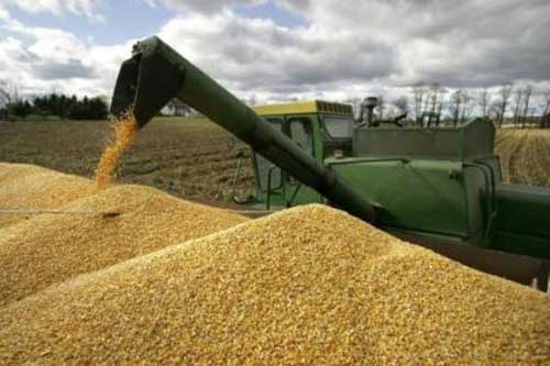 На Полтавщині планують зібрати близько 5 мільйонів тонн зерна
