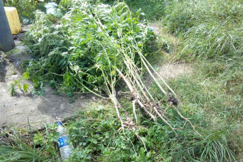 На присадибній ділянці жителя Лубен поліцейські виявили рослини коноплі