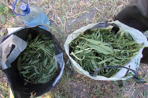 На Полтавщині поліцейські вилучили понад 4 кг висушених рослин коноплі
