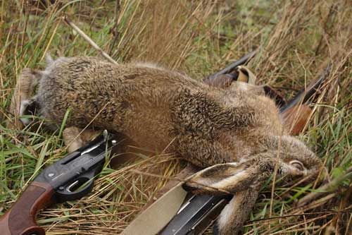 З листопада на Полтавщині розпочнеться сезон полювання на дикого зайця