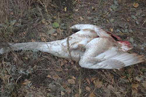 На Гребінківщині 42-річний браконьєр підстрелили лебедя