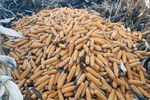 На Лубенщині чоловік викрав близько 4 тонн кукурудзи