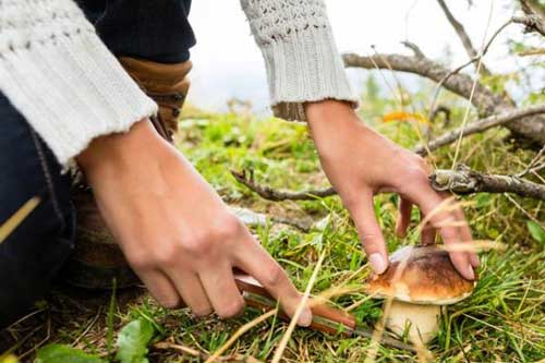 На Полтавщині 18-річний юнак отруївся грибами