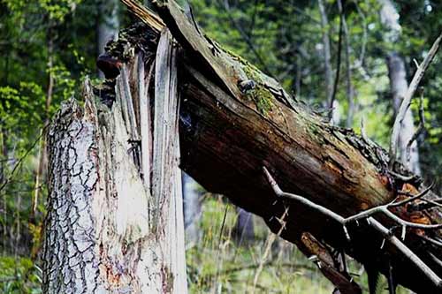 На Полтавщині чоловік упав з дерева і перебуває в стані коми