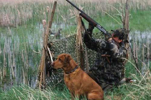 Мисливці Гребінківщини готуються до відкриття сезону полювання