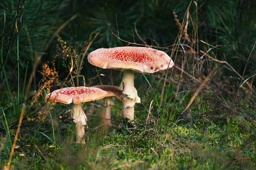 На Полтавщині 5 людей отруїлися грибами