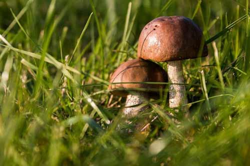 На Полтавщині 13-річний хлопчик потрапив до реанімації через отруєння грибами