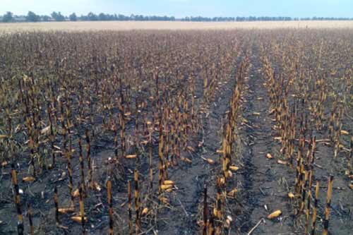  На Пирятинщині згоріло поле кукурудзи