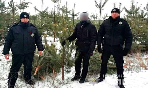 На Полтавщині поліція зупинила незаконну вирубку ялинок