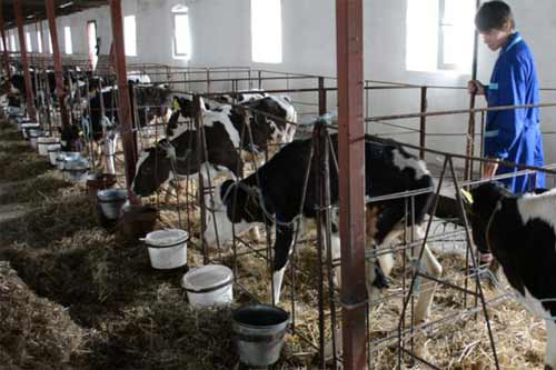 На Полтавщині зернова компанія Grain Alliance модернізує ферму, щоб отримувати молоко екстра класу
