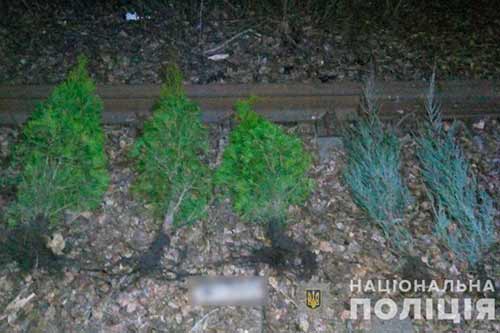 На Полтавщині відшукали та повернули хвойні дерева викрадені з території школи 