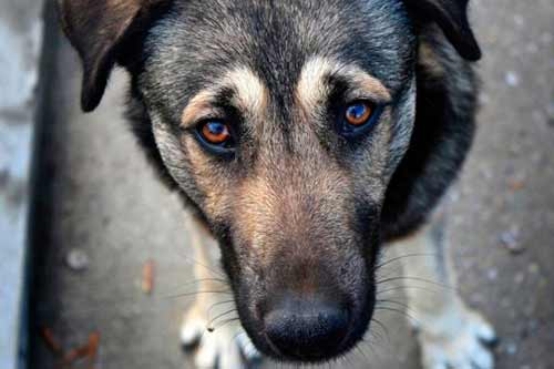До 8-ми років ув`язнення загрожує полтавцю, який знущався над собаками