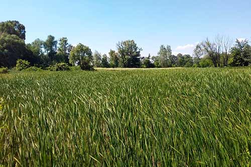 Полтавська земля