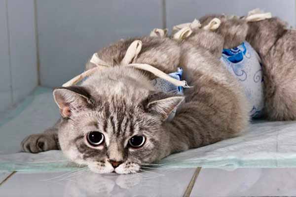 У Пирятині запустили безкоштовну стерилізацію бездомних собак і котів