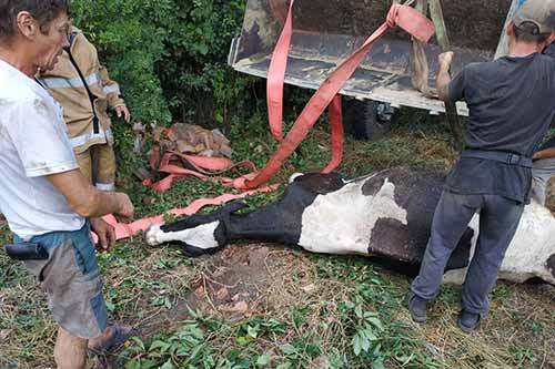 Корова впала у погріб одного з домоволодінь на Полтавщині