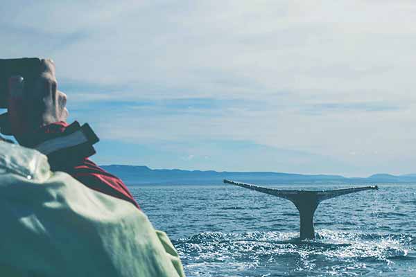 Наблюдение за китами