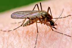  Травневу «<b>спеку</b>» забезпечать комарі 