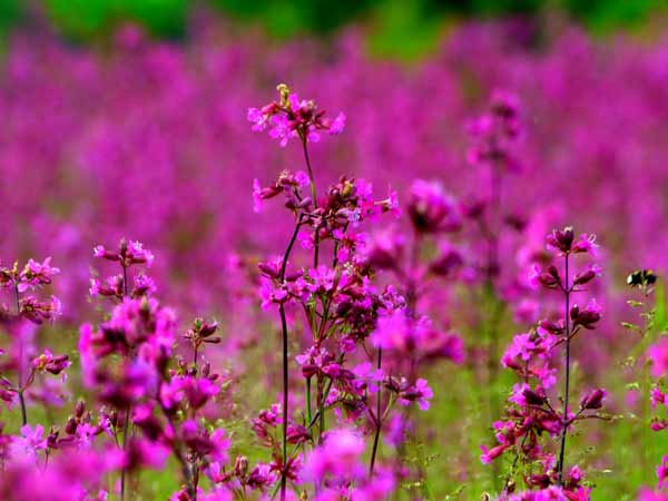 На Полтавщині сфотографували величезні рожеві поля