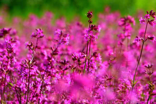 На Полтавщині сфотографували величезні рожеві поля