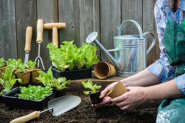 Робота в городі покращує ваше здоров'я
