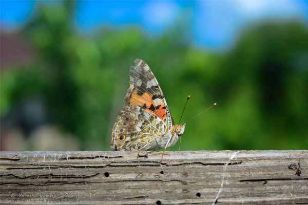 На Полтавщині нашестя метеликів