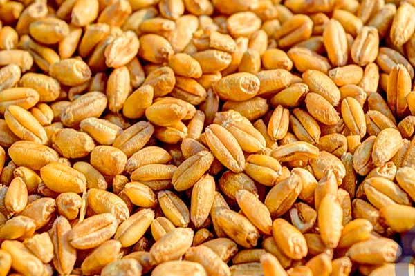 Ціни на чорноморську пшеницю