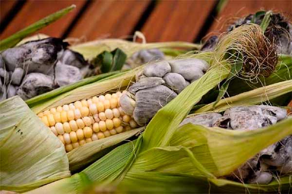 Хвороби кукурудзи і здоров'я тварин