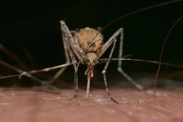 модифіковані комарі