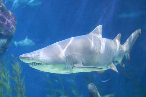  Вчені: 19 мільйонів років тому відбулася <b>подія</b>, що знищила майже всіх акул 