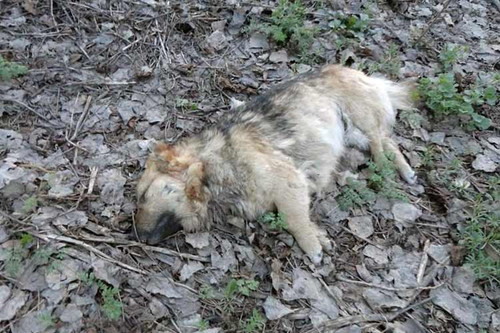 На Полтавщині відстрілюють бездомних собак