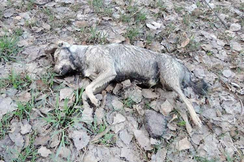 На Полтавщині відстрілюють бездомних собак