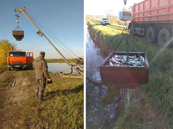 У водойми Полтавщини вселили більше 6 тонн водних біоресурсів
