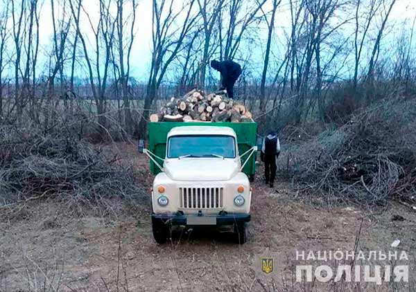 На Полтавщині поліція розслідує два факти незаконної порубки дерев