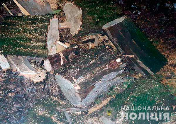 На Полтавщині поліція розслідує два факти незаконної порубки дерев