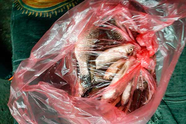 На ринках Полтавщини виявлено незаконний продаж 33 кг риби