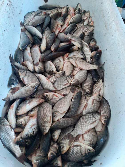 На ринках Полтавщини виявлено незаконний продаж 33 кг риби