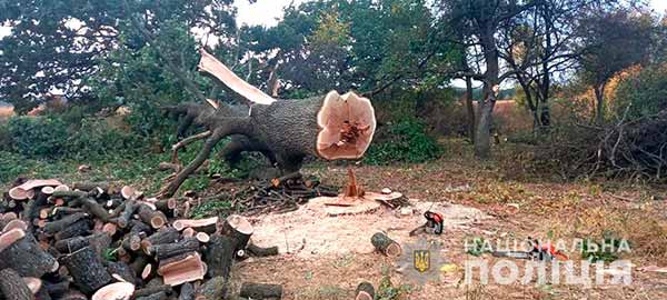 На Полтавщині припинили незаконну порубку дерев дубу