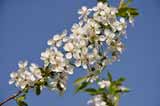  Фоторепортаж: у Гребінці <b>весна</b> і цвітуть вишні... (ФОТО) 