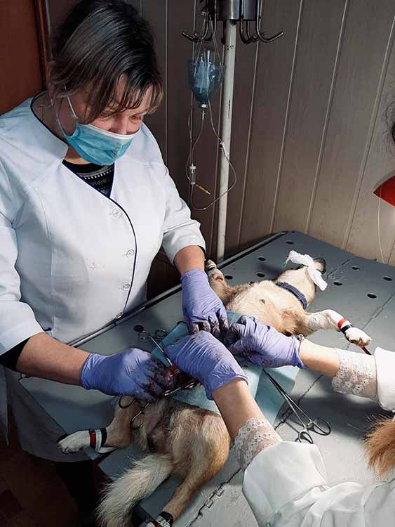 У Пирятині запустили безкоштовну стерилізацію бездомних собак і котів