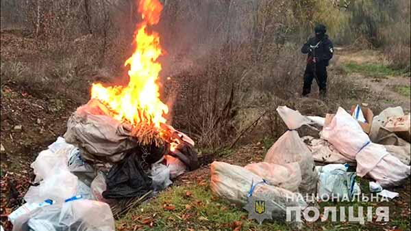 На Полтавщині знищили наркотиків на близько 1,5 мільйона гривень