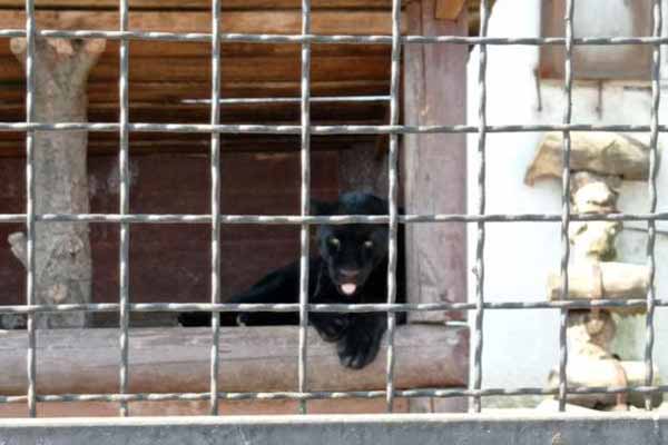 На Полтавщині у зоопарку пантера напала на чоловіка, він в лікарні
